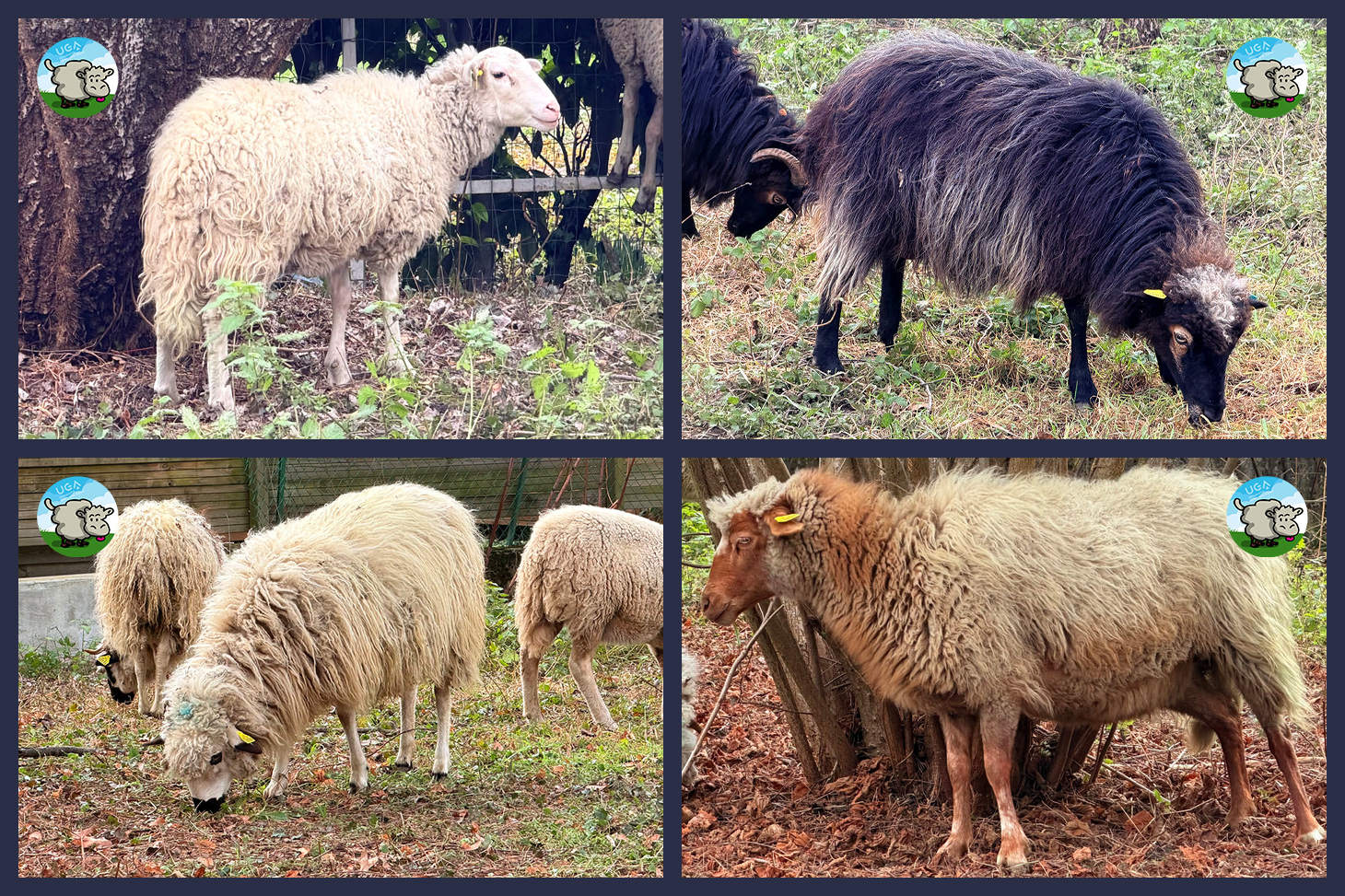 les 4 races de moutons du campus