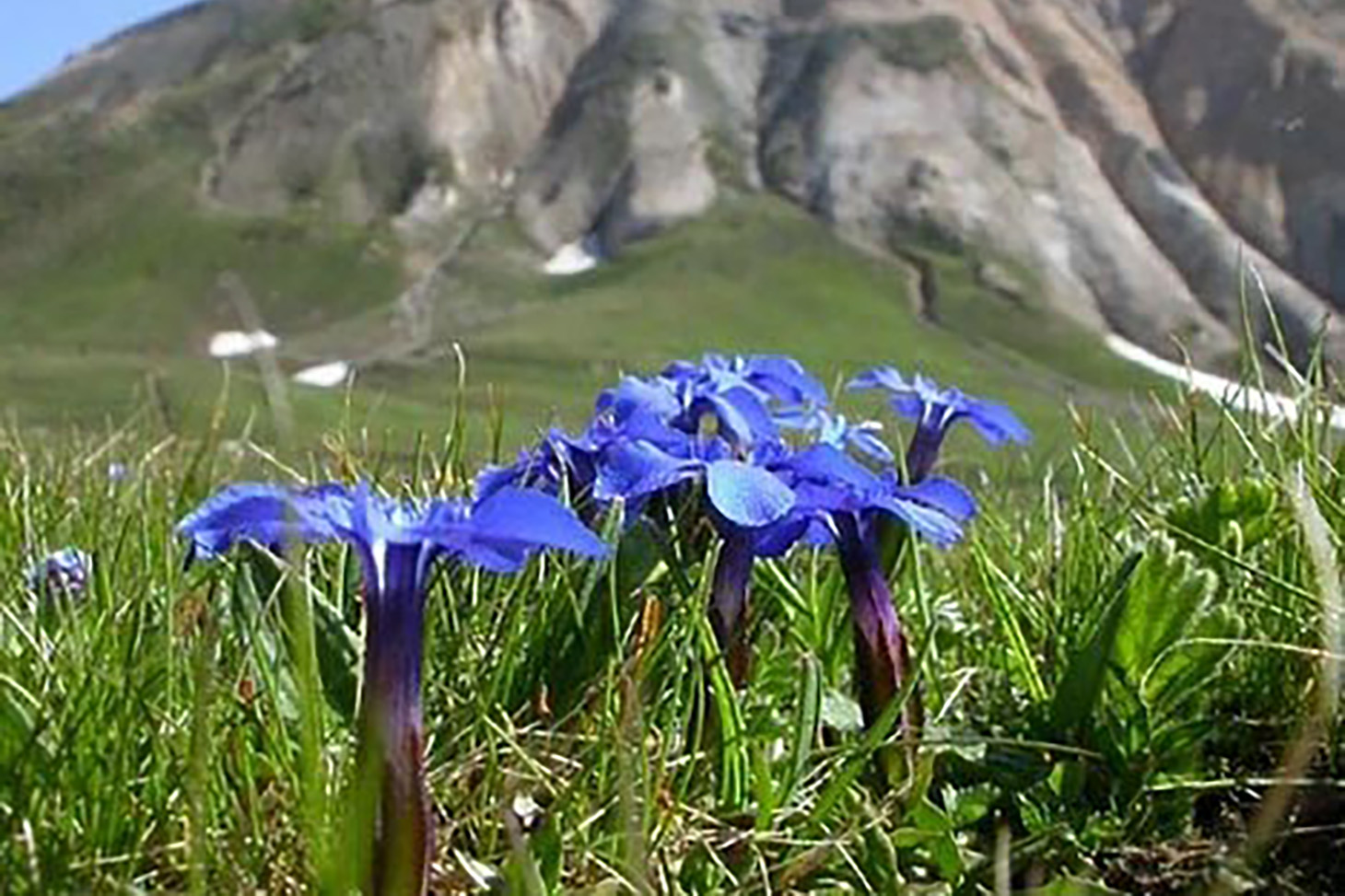 Photo of gentians in bloom