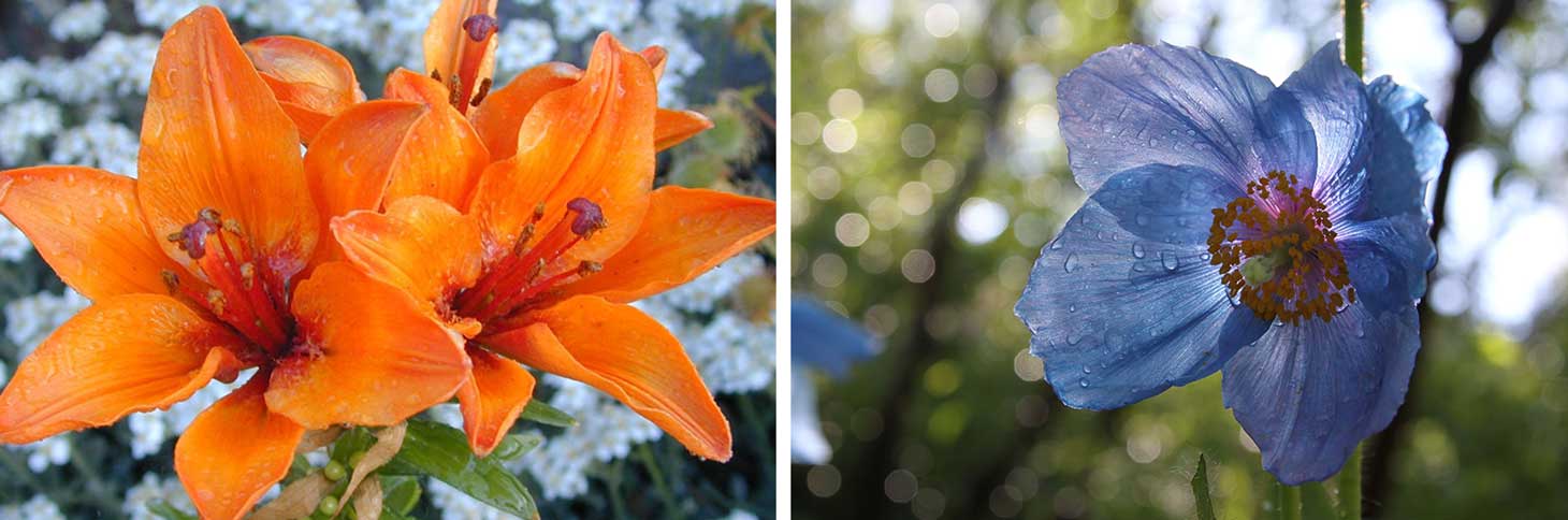 Flowers from the Lautaret garden